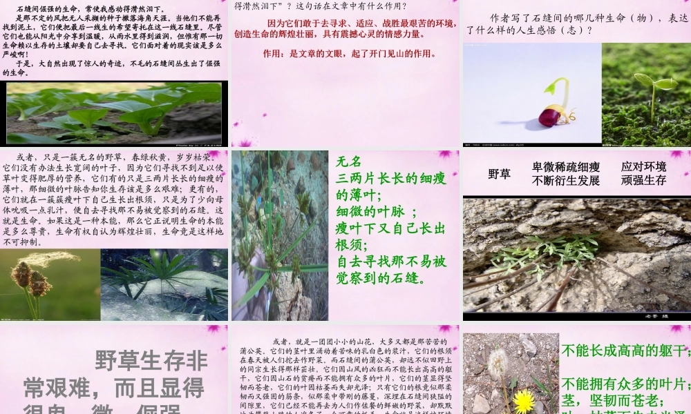 七年级语文上册 第六单元 第33课(石缝间的生命)课件 上海五四制版 课件