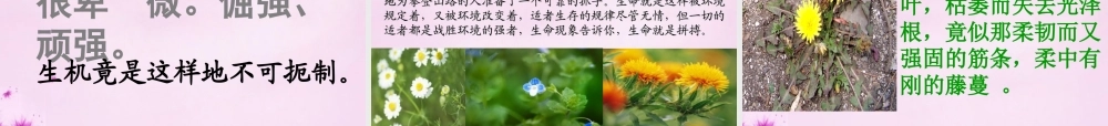 七年级语文上册 第六单元 第33课(石缝间的生命)课件 上海五四制版 课件