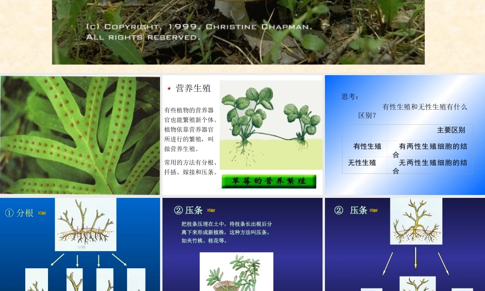 植物的无性生殖2