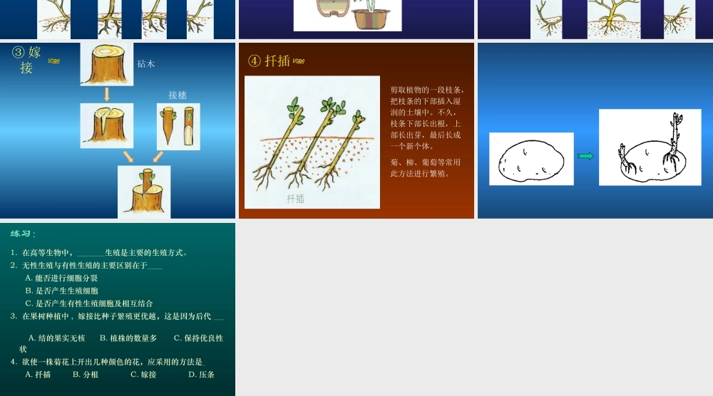 植物的无性生殖2