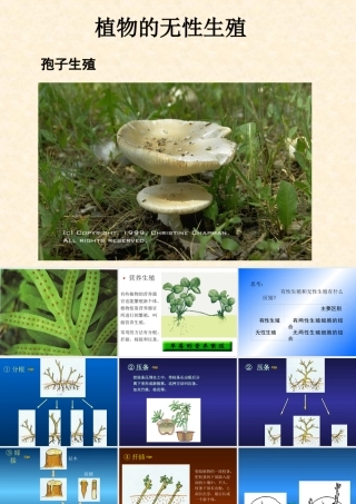 植物的无性生殖2