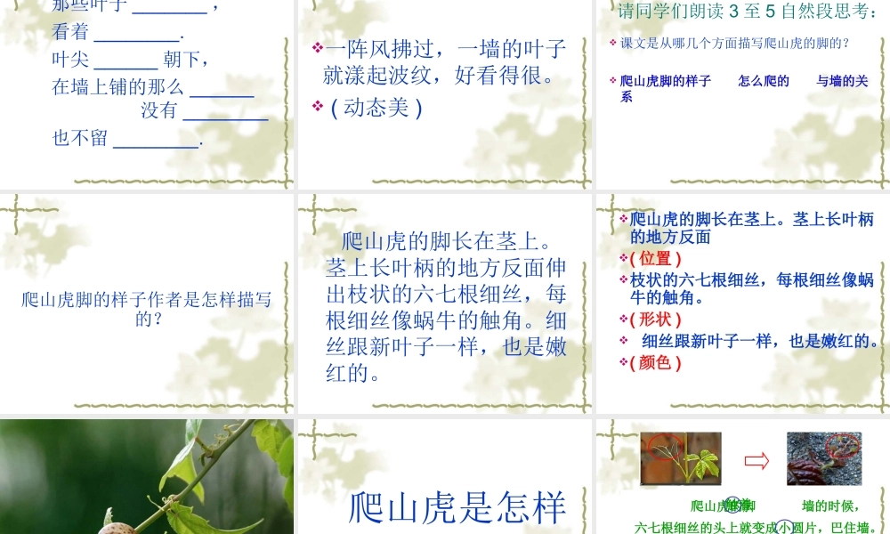人教版四年级语文上册第6课《爬山虎的脚》课件