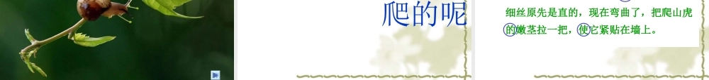 人教版四年级语文上册第6课《爬山虎的脚》课件