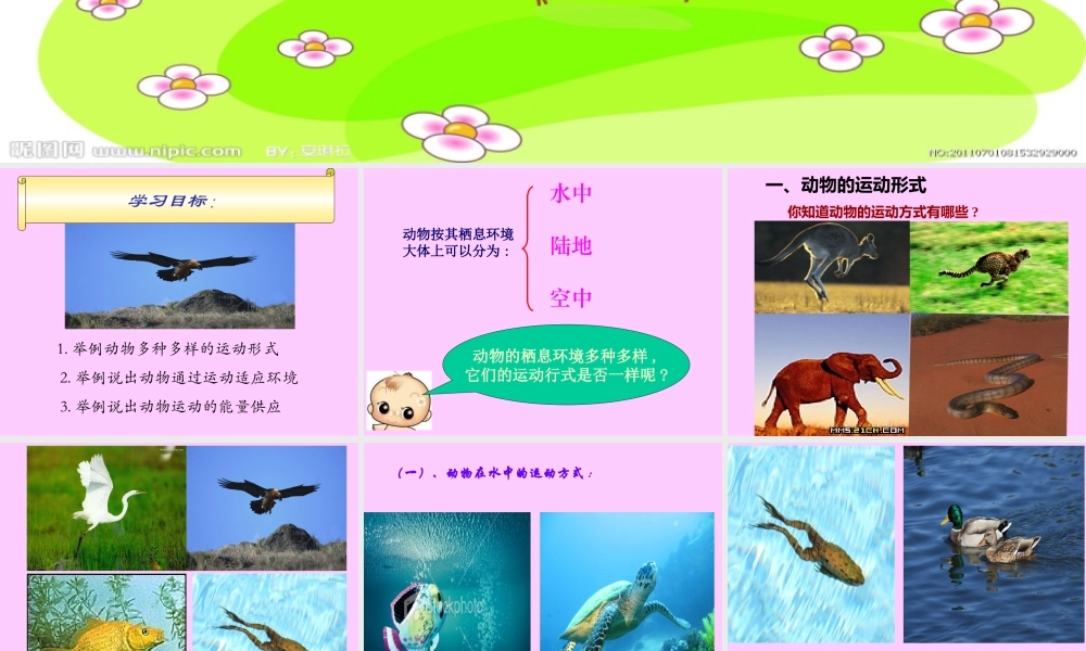 动物运动的形式和能量供应