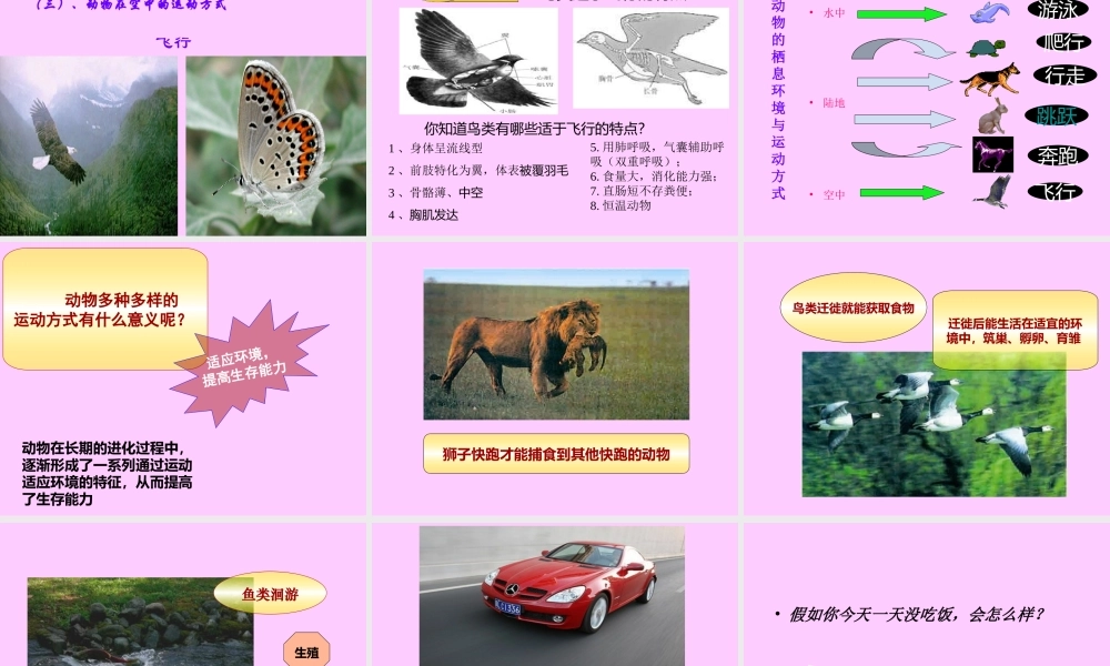 动物运动的形式和能量供应