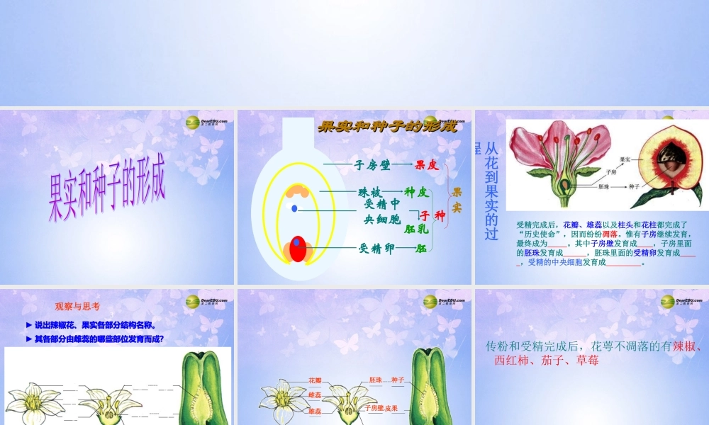 中学八年级生物上册 果实和种子的形成课件 济南版 课件