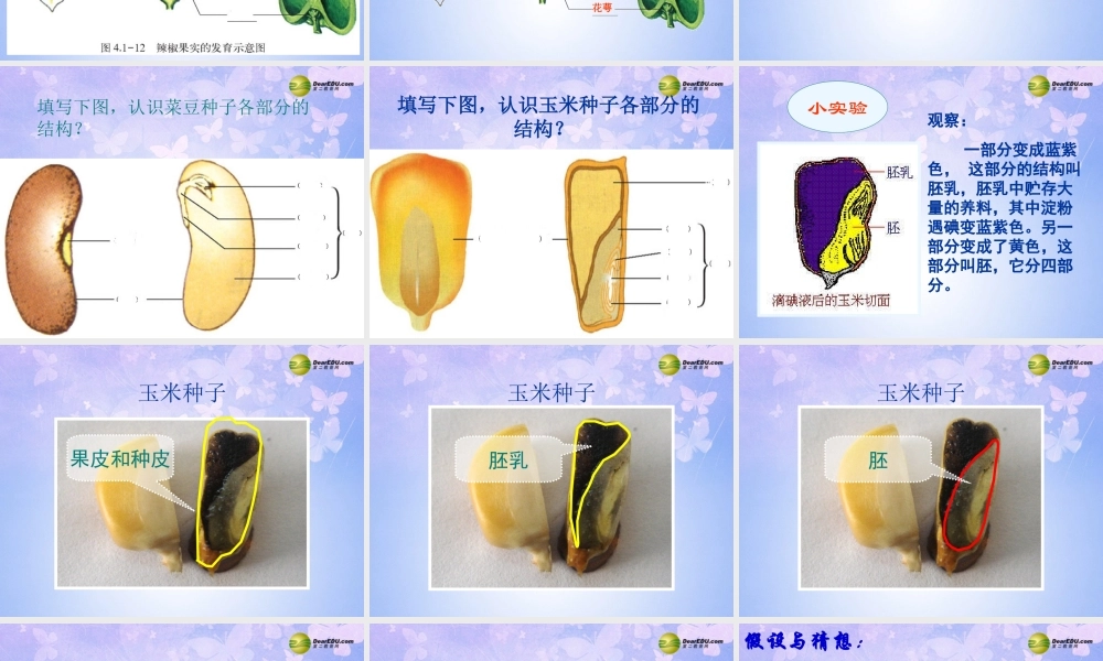 中学八年级生物上册 果实和种子的形成课件 济南版 课件