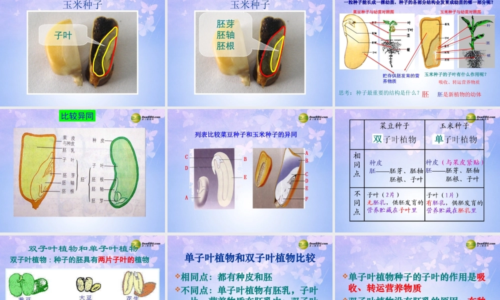 中学八年级生物上册 果实和种子的形成课件 济南版 课件