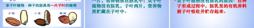 中学八年级生物上册 果实和种子的形成课件 济南版 课件