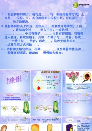 中学八年级生物上册 果实和种子的形成课件 济南版 课件