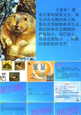 八年级语文下册(旅鼠之谜)课件 人教新课标版 课件