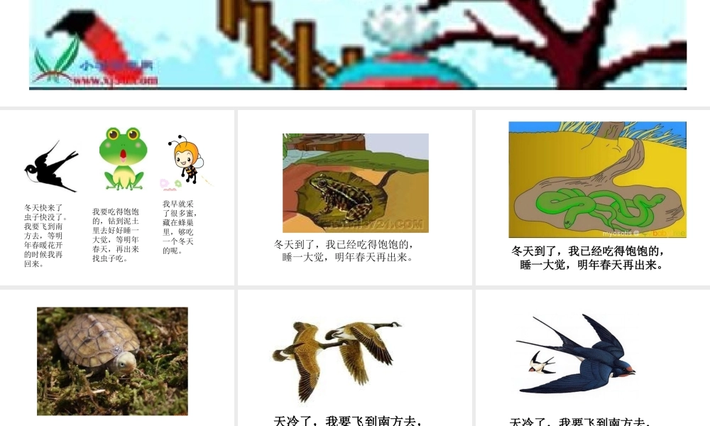 动物怎样过冬