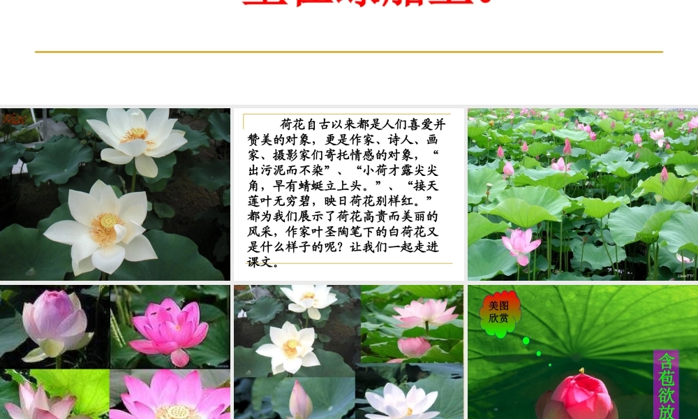 三年级语文下册3荷花