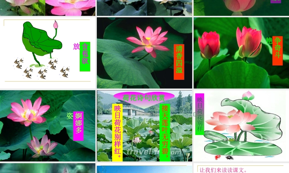 三年级语文下册3荷花