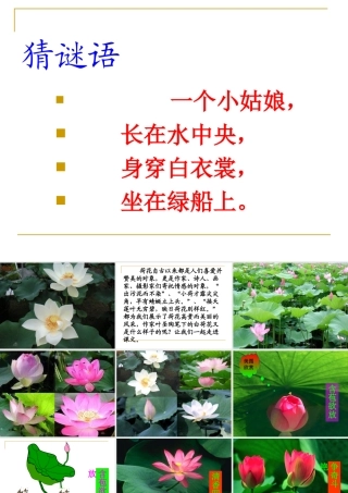 三年级语文下册3荷花