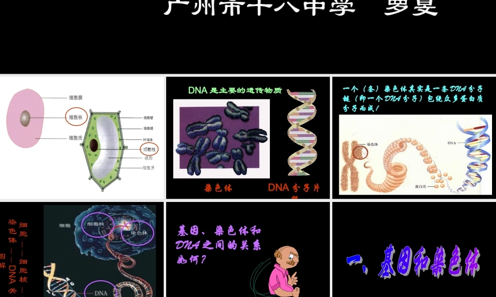 八年级生物 第二节基因在亲子代间的传递课件1 八年级生物 第二节基因在亲子代间的传递课件[整理两套] 八年级生物 第二节基因在亲子代间的传递课件[整理两套]
