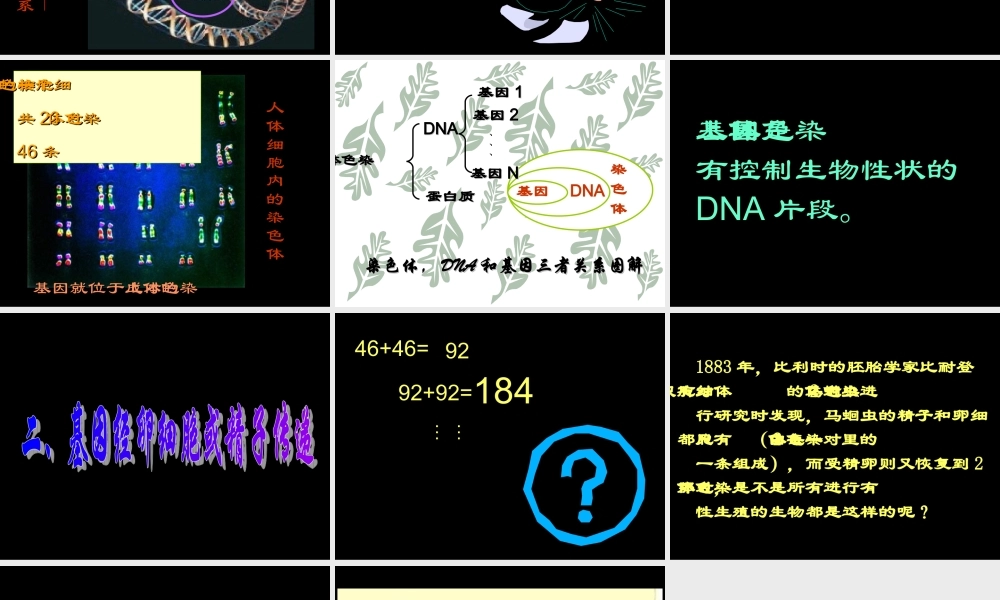 八年级生物 第二节基因在亲子代间的传递课件1 八年级生物 第二节基因在亲子代间的传递课件[整理两套] 八年级生物 第二节基因在亲子代间的传递课件[整理两套]
