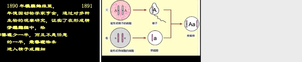 八年级生物 第二节基因在亲子代间的传递课件1 八年级生物 第二节基因在亲子代间的传递课件[整理两套] 八年级生物 第二节基因在亲子代间的传递课件[整理两套]