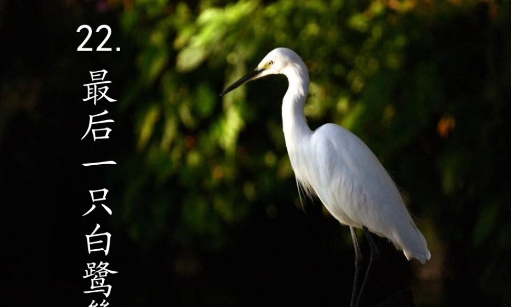 最后一只白鹭鸶