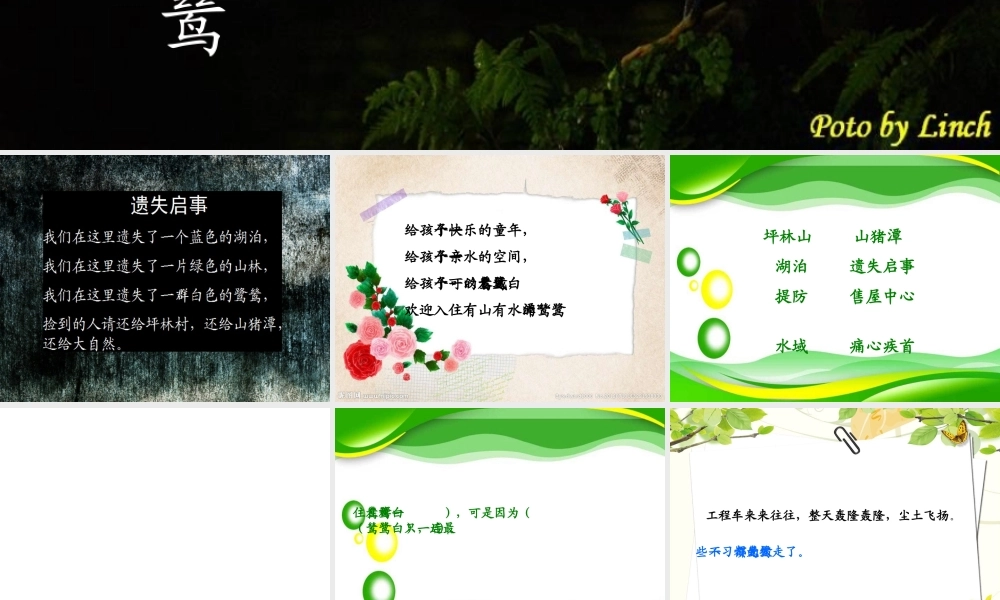 最后一只白鹭鸶