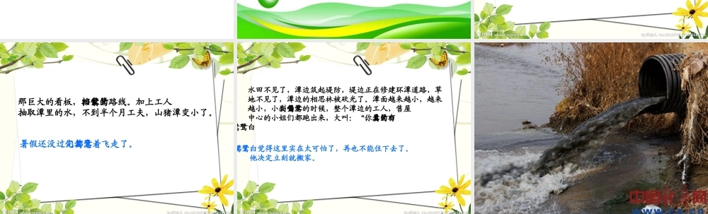 最后一只白鹭鸶