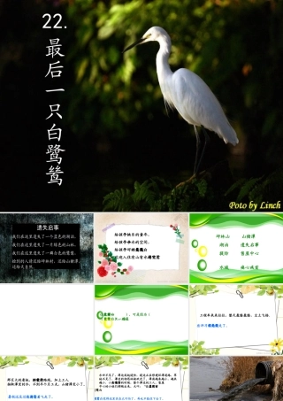最后一只白鹭鸶