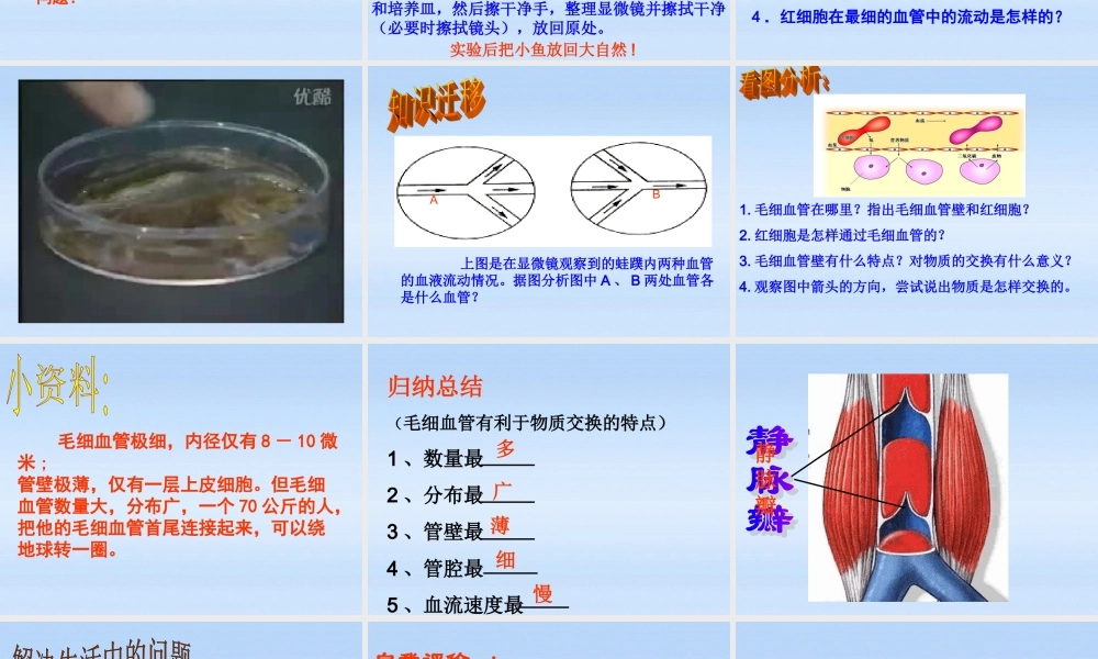 七年级生物下册 物质运输的器官-血管课件 济南版 课件