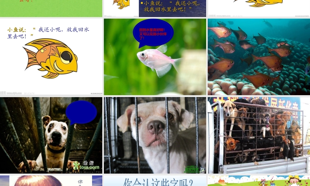 听鱼说话PPTbisai