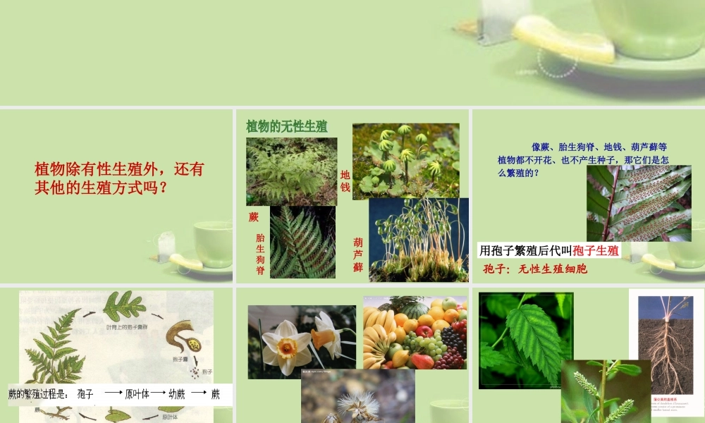 中学七年级科学下册(36植物生殖方式的多样性)课件2 浙教版 课件