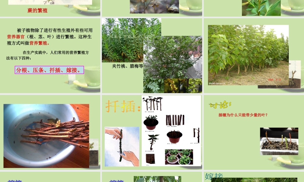 中学七年级科学下册(36植物生殖方式的多样性)课件2 浙教版 课件