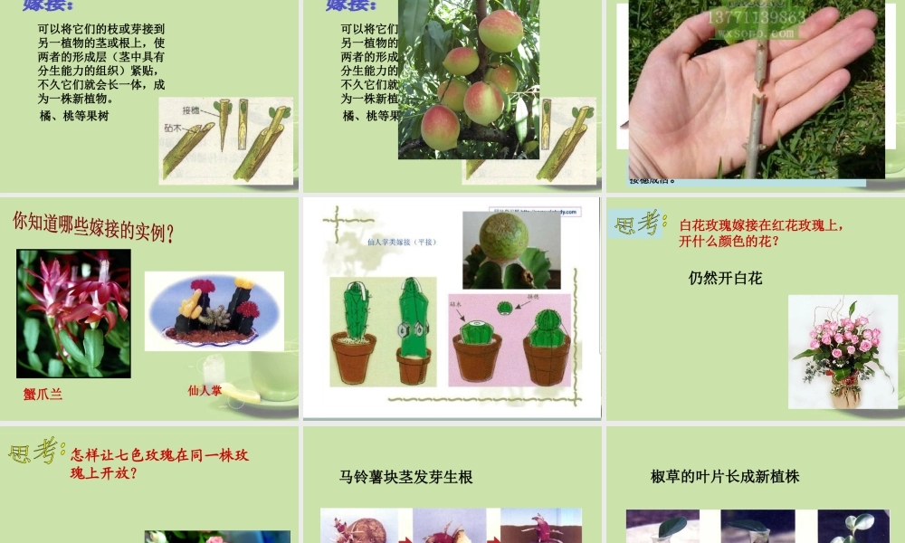 中学七年级科学下册(36植物生殖方式的多样性)课件2 浙教版 课件