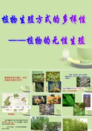 中学七年级科学下册(36植物生殖方式的多样性)课件2 浙教版 课件