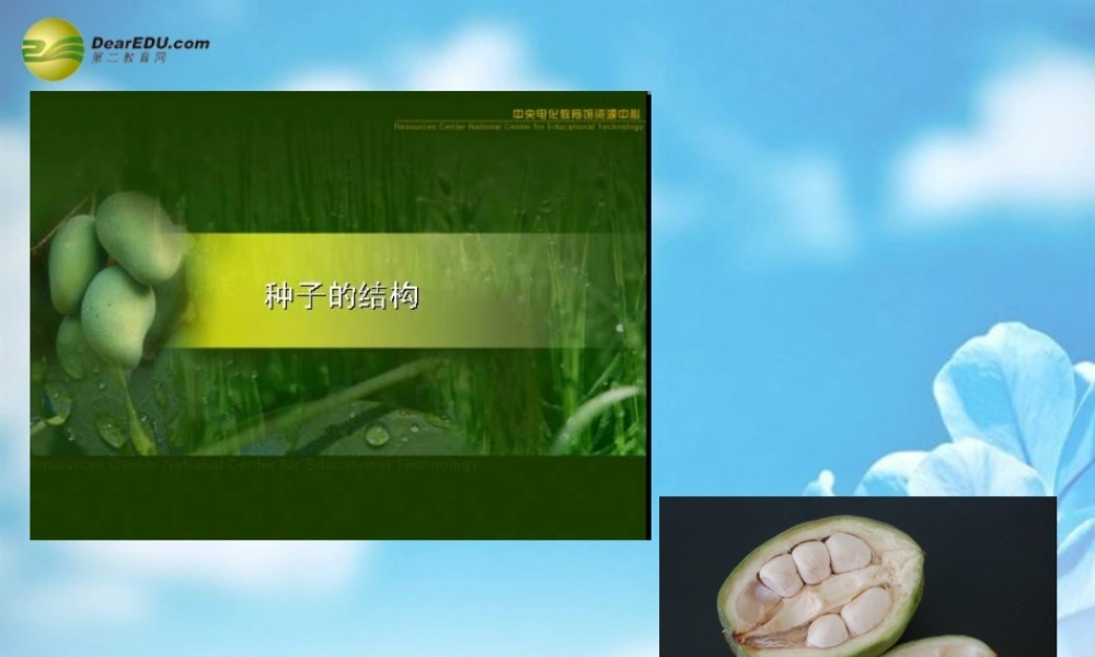 中学七年级生物上册 种子植物课件 新人教版 课件