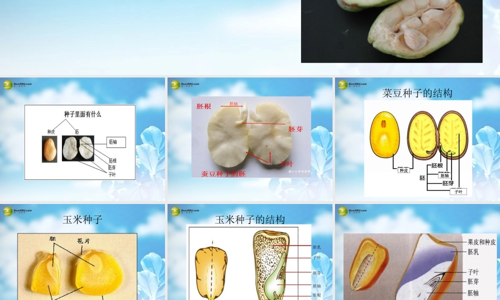 中学七年级生物上册 种子植物课件 新人教版 课件