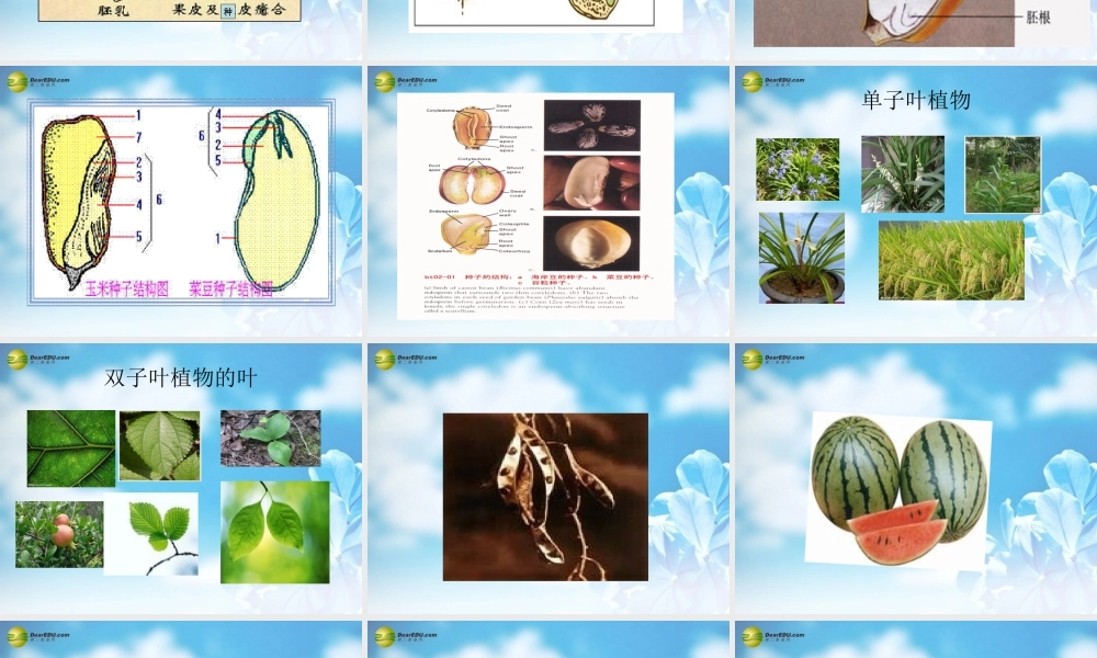 中学七年级生物上册 种子植物课件 新人教版 课件