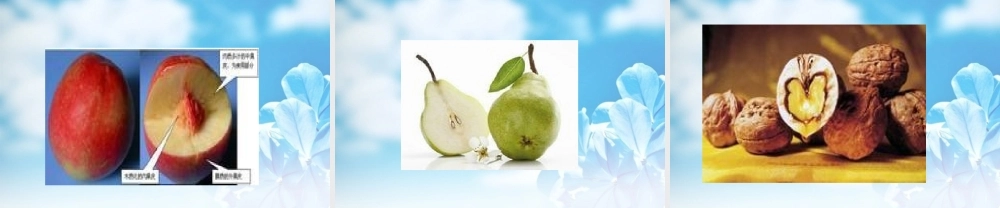 中学七年级生物上册 种子植物课件 新人教版 课件