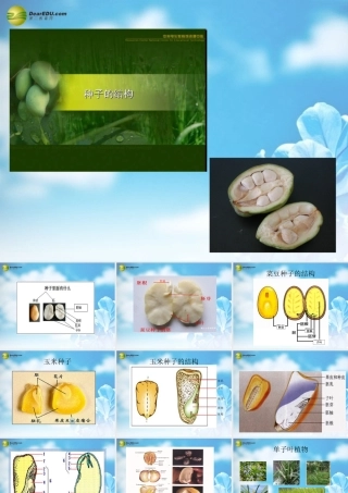 中学七年级生物上册 种子植物课件 新人教版 课件