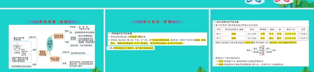 七年级生物下册 期末抢分必胜课 第一部分 主干知识速记 第四单元 第三章 人体的呼吸课件(新版)新人教版 课件