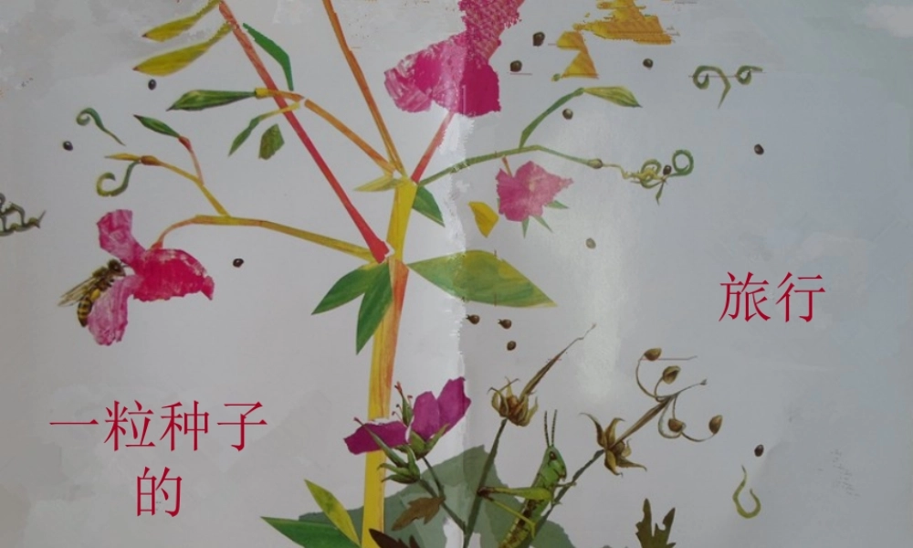 《一粒种子的旅行》PPT