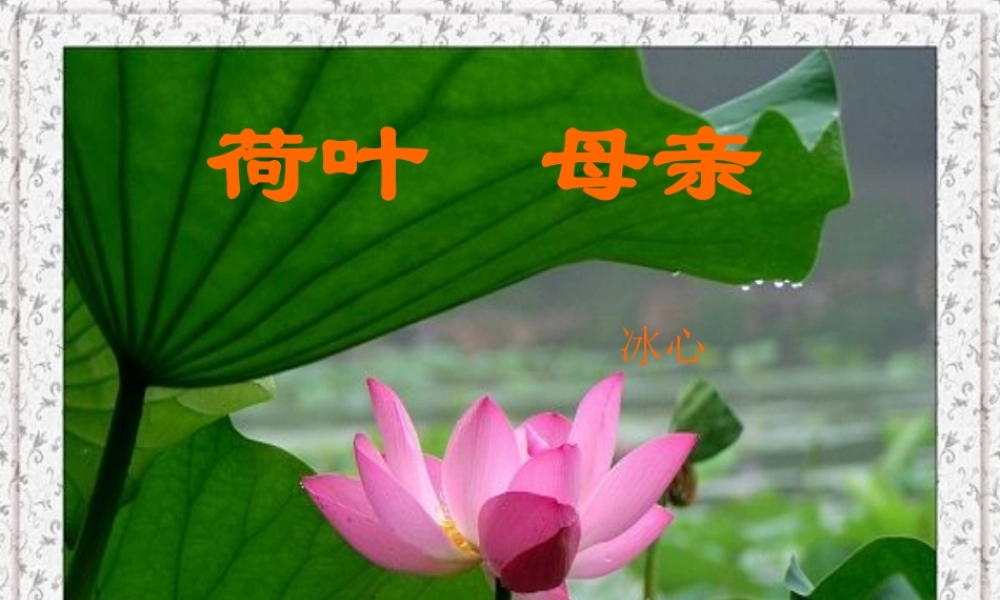 七年级语文上册 第五单元第24课(荷叶 母亲)课件 人教新课标版 课件