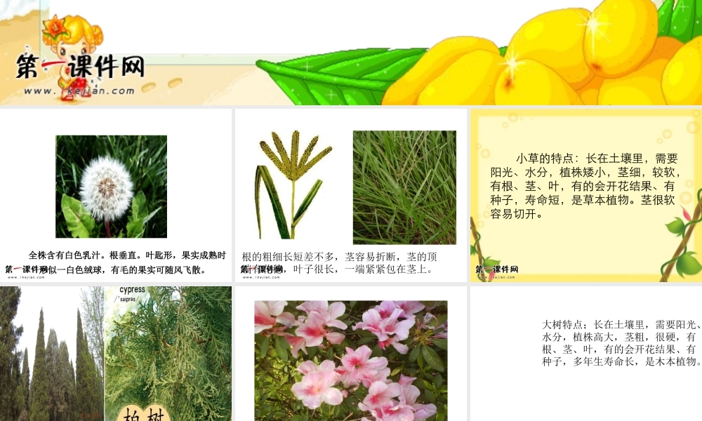1小草和大树