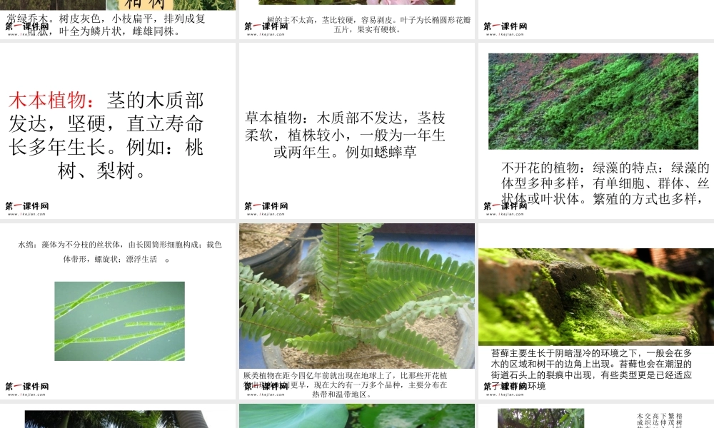 1小草和大树