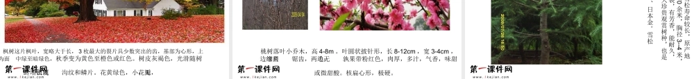 1小草和大树