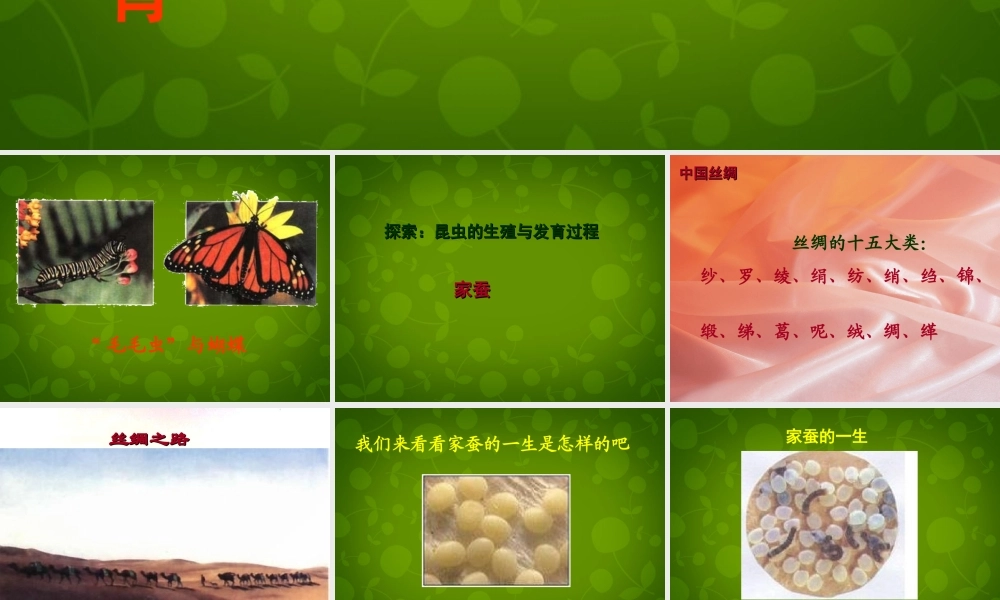 八年级生物下册(第七单元 第一章 第2节 昆虫的生殖与发育)课件 新人教版 课件