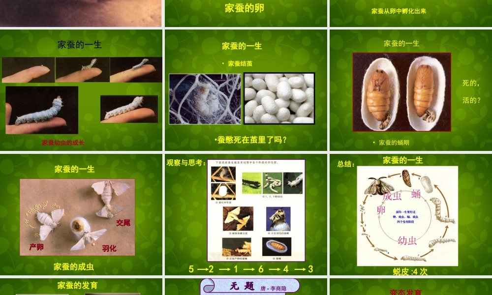 八年级生物下册(第七单元 第一章 第2节 昆虫的生殖与发育)课件 新人教版 课件