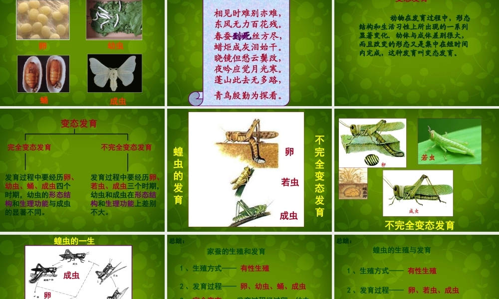 八年级生物下册(第七单元 第一章 第2节 昆虫的生殖与发育)课件 新人教版 课件