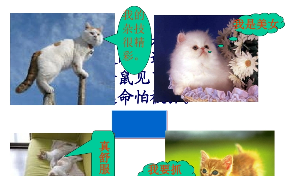 猫_老舍ok