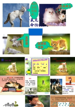 猫_老舍ok