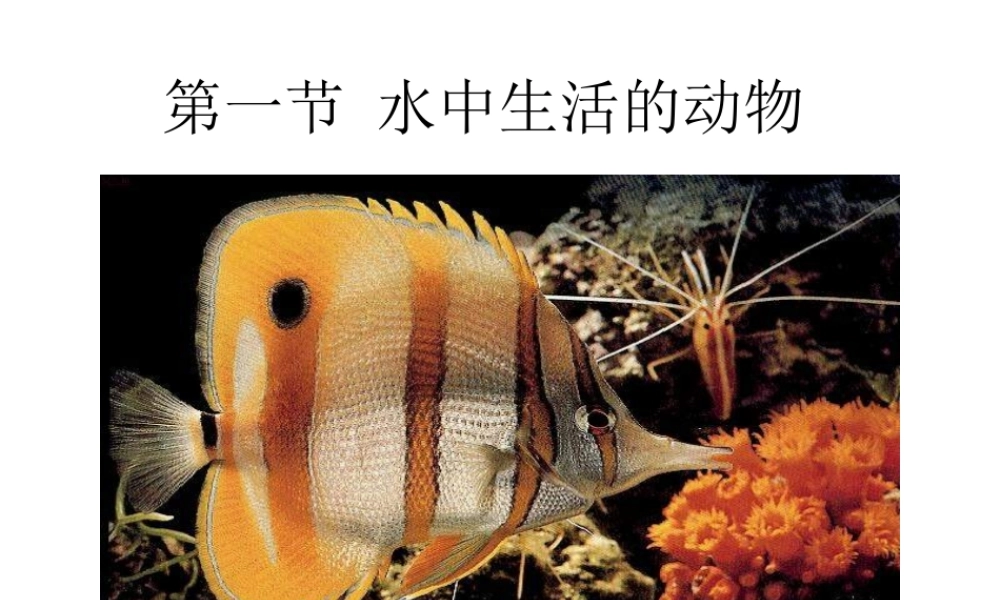 山西地区八年级生物第一节水中生活的动物课件 新课标 人教版 课件