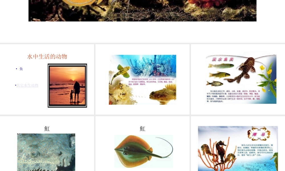 山西地区八年级生物第一节水中生活的动物课件 新课标 人教版 课件